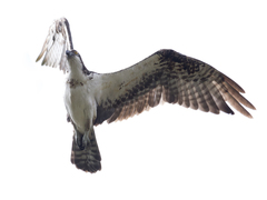 Pandion haliaetus