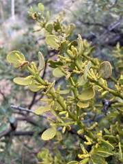 Phoradendron coryae