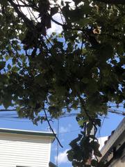 Platanus occidentalis