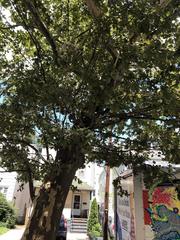 Platanus occidentalis