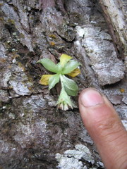 Eurystyles cotyledon