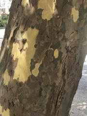 Platanus occidentalis