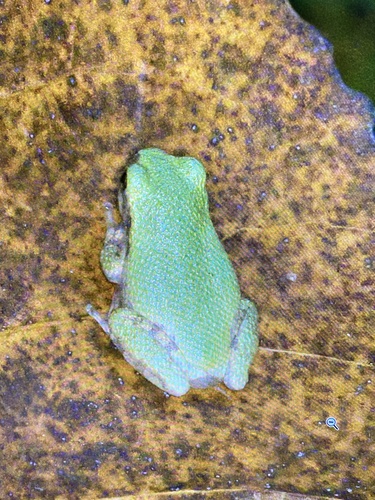 Cope's Gray Treefrog