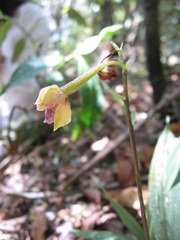 Warreella cyanea