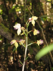 Warreella cyanea