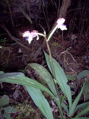Warreella cyanea