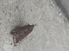 Halolaguna sublaxata