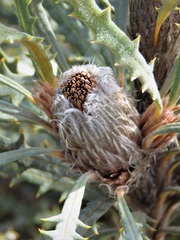 Banksia rufa