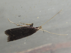 Halolaguna sublaxata