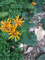 Ligularia dentata