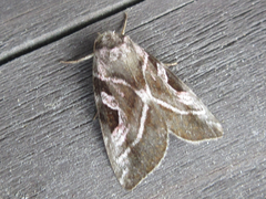 Eucarta virgo