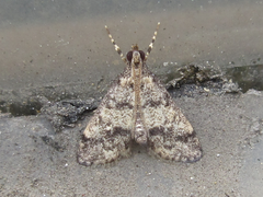 Dolicharthria bruguieralis