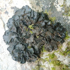 Collema flaccidum