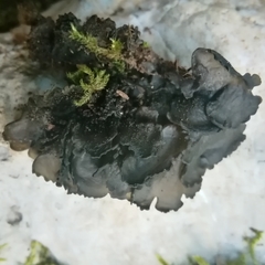 Collema flaccidum