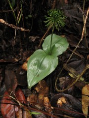 Malaxis crispata