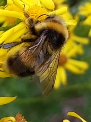 Bombus