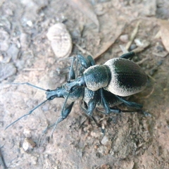 Otiorhynchus vehemens