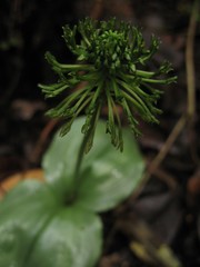 Malaxis crispata