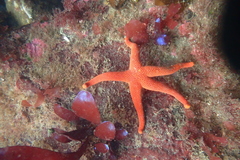Henricia leviuscula