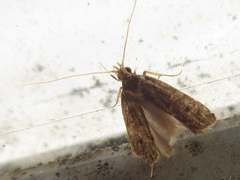 Halolaguna sublaxata