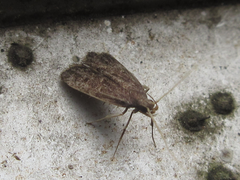 Halolaguna sublaxata
