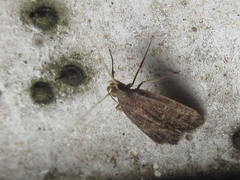 Halolaguna sublaxata