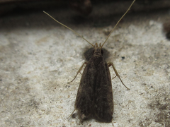 Halolaguna sublaxata