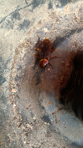 photo of American Cockroach (Periplaneta americana)