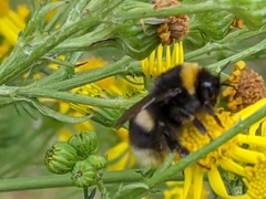 Bombus