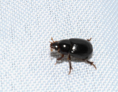 Hybosorus