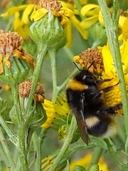Bombus