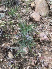 Hebecarpa rectipilis