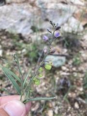 Hebecarpa rectipilis