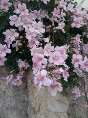 Podranea ricasoliana