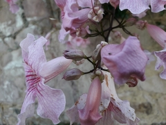 Podranea ricasoliana