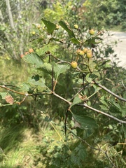 Crataegus succulenta