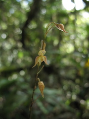 Pleurothallis lopezii