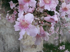 Podranea ricasoliana