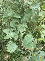 Crataegus succulenta