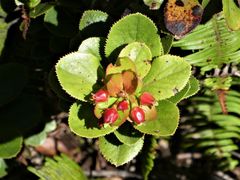 Vaccinium dentatum