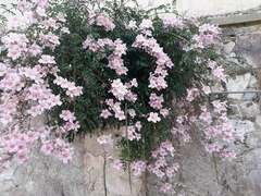 Podranea ricasoliana