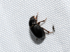 Hybosorus
