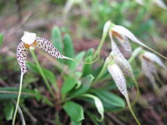 Masdevallia picturata