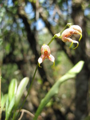 Masdevallia amanda