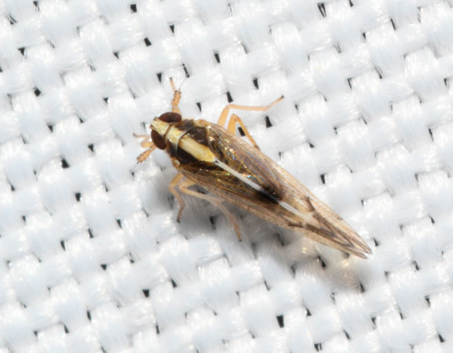 Tagnob Insect Tagosodes cubanus · iNaturalist