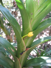 Maxillaria aurea