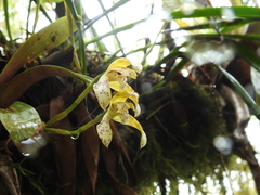 Maxillaria picta