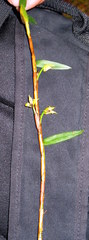 Maxillaria graminifolia