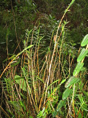 Maxillaria graminifolia