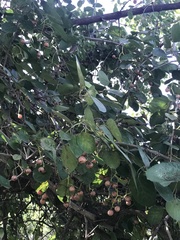 Cordia dichotoma